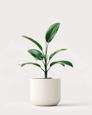 product 04