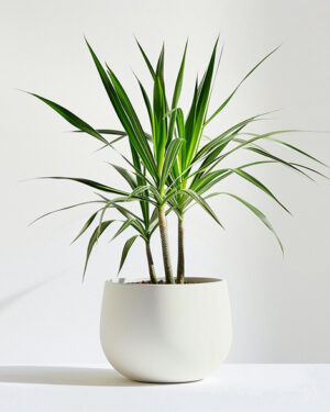 product 05